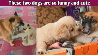 The Hilarious Adventures of Two Funniest Dogs