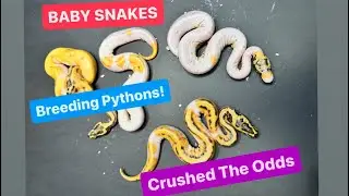 Ball Python's By Kinova !  First Clutch Of The Year ! We hit the ODDS !!