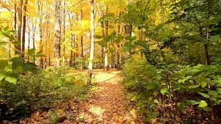 Шелест осенних листьев. / Звуки для медитации, отдыха и сна. /Relax