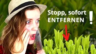 Diese 11 Pflanzen sind invasive Neophyten!