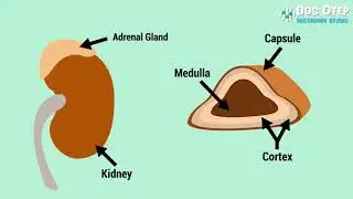 Cortisol and Stress (ANIMATION)