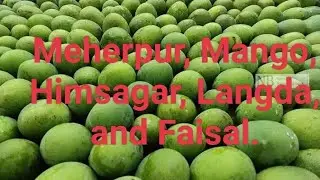 Meherpur mango Himsagar, Langra, and Fazli.