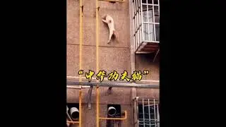 The Amazing Cats Series (2T Asia)