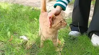 Навещаем наших друзей #котенок #cat #котята #kitten #cute #помощьживотным