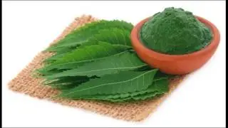 Neem Oil Relieves Eczema Symptoms How To Use At Home