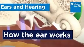 How the ear works | Bupa Health