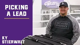 Choosing a Cattle Lead