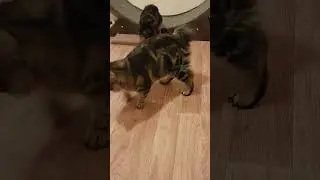 Немного про питание курильских бобтейлов. Полное видео