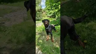 Ротвейлер Тай