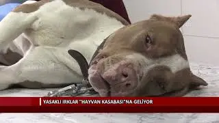 Çip takılmayan yasaklı ırklar toplanıyor