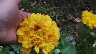 Осень, дача.
