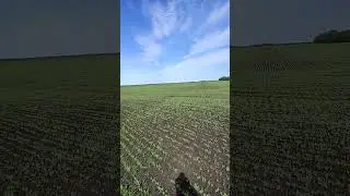 Гороховые поля