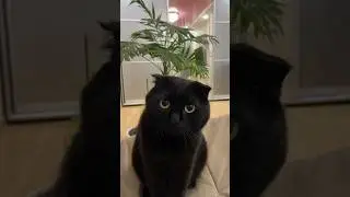 ПОЧЕМУ КОШКА НЕ ЛЮБИТ КОГДА ЕЕ ТРОГАЮТ ЗА ЛАПКИ😻? 