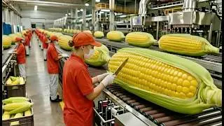 Inside a Popcorn Factory: From Corn Kernels to Crispy Popcorn (Full Process)