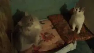 Греющий теплый коврик для котят