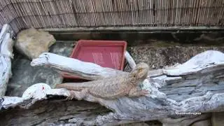 Why Mealworms Are Bad For Your Reptiles