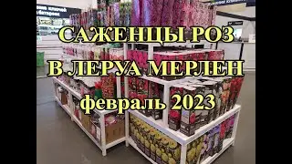 Саженцы роз. Пионы.Семена в Леруа 2023 год