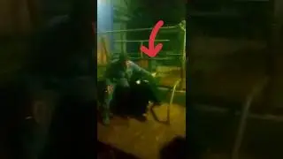 Человек сидит на огромном бычке 