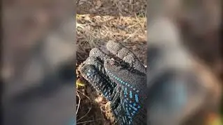 Що можна знайти в лісі?