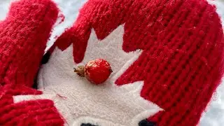 Why Alberta is called Wild Rose Country?🌸🤔