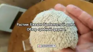 Ежовик (Ежевик) Гребенчатый. Культивация грибов прямо в квартире! Обзор домашней фермы.