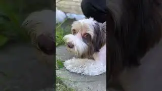 #animal