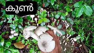 Natural Wild Mushroom \ കൂൺ