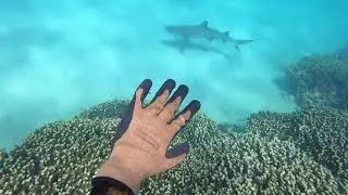 SHARKS Everywhere! Spearfishing Snapper Off The Reef