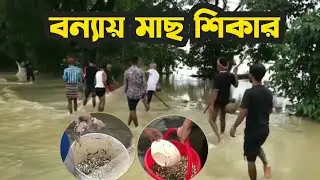 বন্যার পানিতে শুধু মাছ আর মাছ | Flood in Bishwanath, Sylhet | Fishing Video 2022