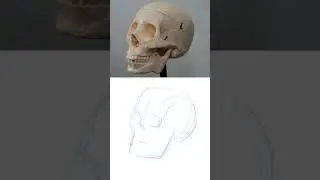 Draw faces better by 💀 Studying Skulls  #art #tutorial