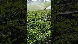 #Aisa desh h mera#shorts #viral #indian #farmer #army