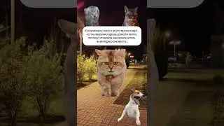 Не забудь забрать литературную теорию по ссылке в профиле 