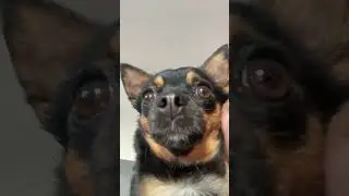 This is too cute #chorkie #clover #cute #blowup #dog #chi #dance #song #chihuahua #fish #dancesong