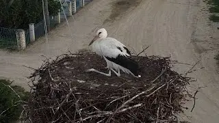 🔴LIVE🔴 Брестский аист, вольер, ЭФИР