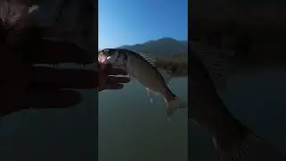 Su üstü sahte yem ile levrek avı. #fish #balıkçı #atçek #balık #levrek