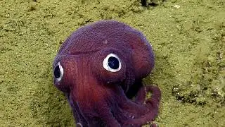 Googly-Eyed Stubby Squid - 2016 | Nautilus Live (Remastered!)