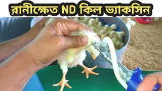 মুরগির রানীক্ষেত রোগের লক্ষণ ও প্রতিকার। ND কিল ভ্যাকসিন প্রয়োগ