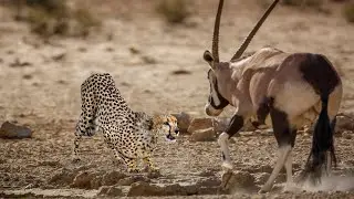 How Cheetah Attack Oryx Success