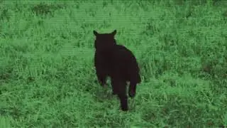 Black Cat