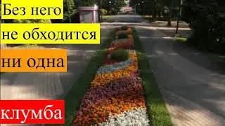 Цветок #1 для бордюров, ковровых композиций, альпийских горок, цветников