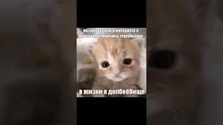 😍 #кот #котики #смешныекартинки