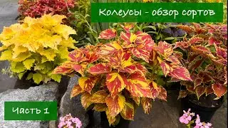 #1 Колеусы - обзор лучших сортов, 2024