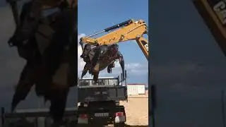 Giant dead sea turtle