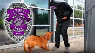My Dogs Work 24 Jobs in 24 Hours! 👩‍🍳