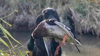 Duck hunting in the Krasnodar region!!! Scottish Setter MIA is a GOLDEN dog! 2020-21 season.