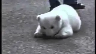Засоня белый медвежонок