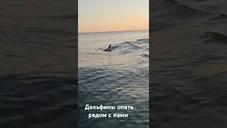 У нас дельфины спокойно плавают рядом с берегом
