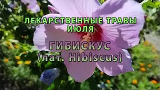 Лекарственные растения июля "Гибискус"