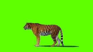 Tiger Green Screen | Green Screen Tiger Eating | No Copyright Video |