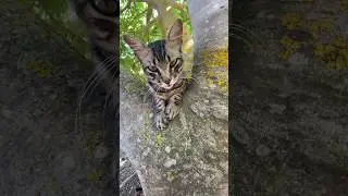 Catslover 😻🐈❤️🐈‍⬛@sarwaraportugal